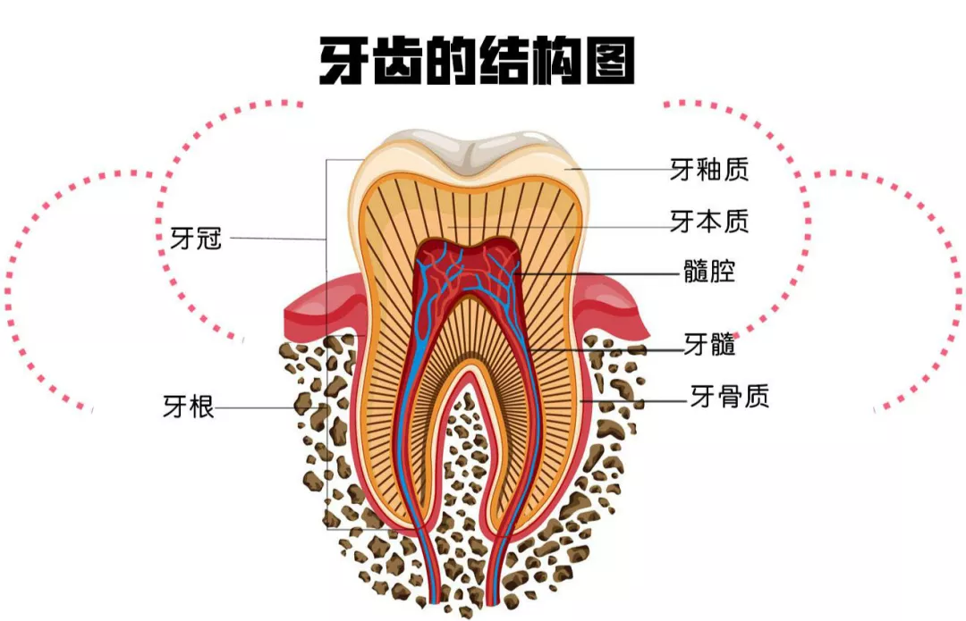 牙齿发育过程中受药理影响形成的内部结构变色,如四环素牙和氟斑牙.