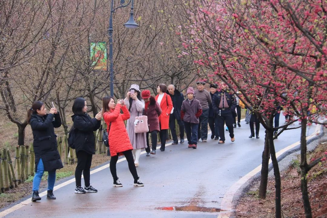 常宁百万樱花园进入最美赏花季