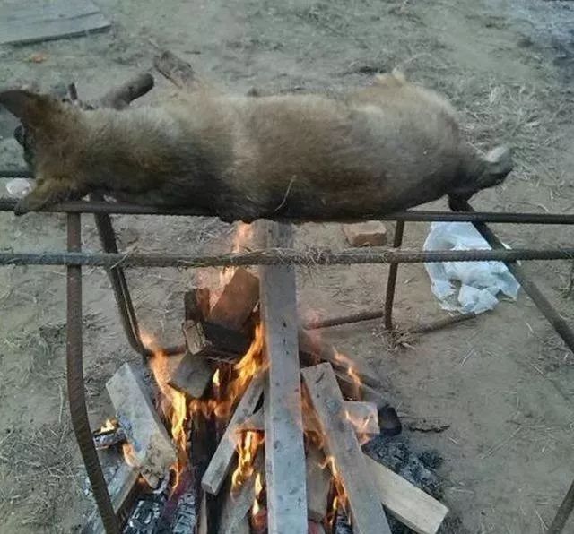 工地上几个人为了吃狗肉把流浪狗活活烤死手段残忍让人痛心疾首