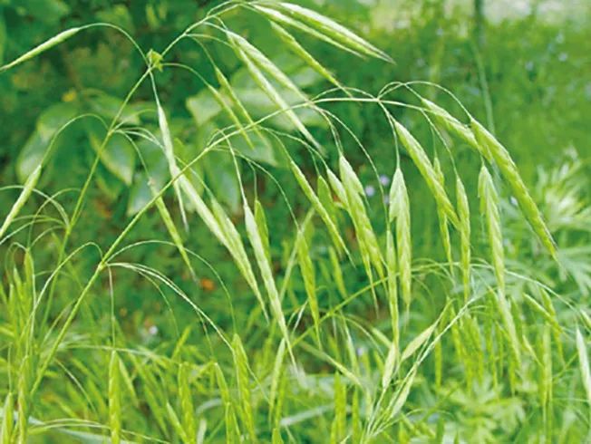 有效解决小麦田大多数常见的阔叶杂草,如猪殃殃,泽漆,大巢菜,野老鹳草
