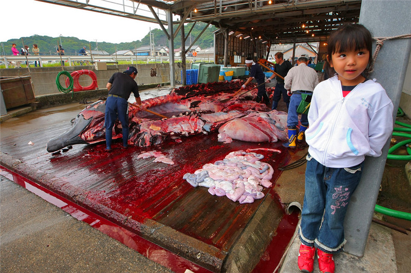 切海豚肉的现场非常血腥而恶心,图中的一名日本女学生似乎都看不下去
