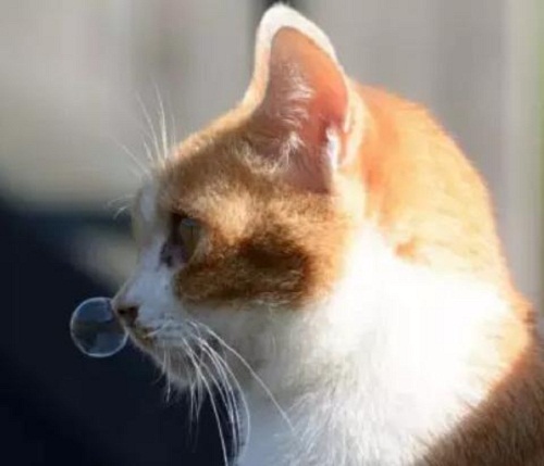 愛寵分享：給貓咪吃人用的頭孢可以嗎 未分類 第1張