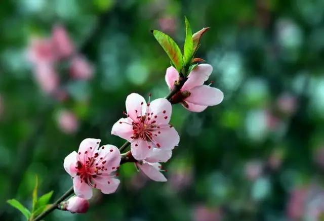 一曲 三月桃花雨 太美了 送给朋友们 千叶