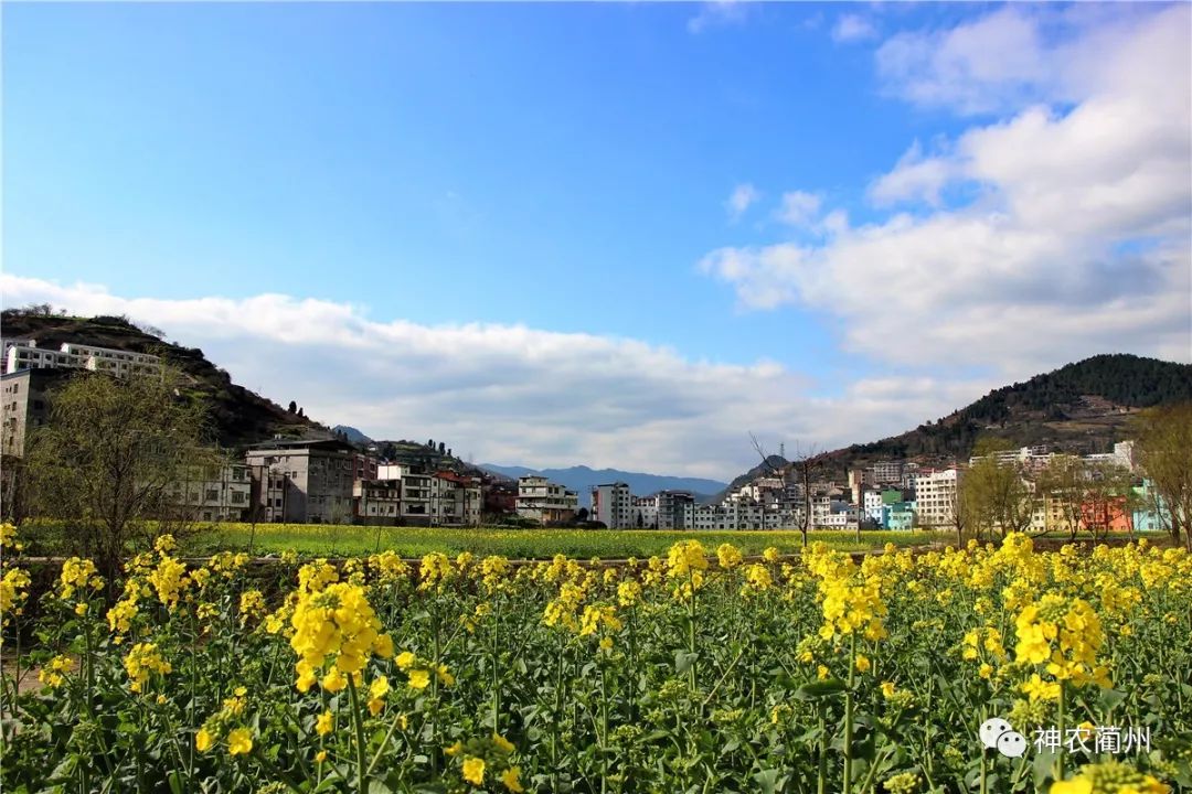 花开便是春 | 古蔺双沙菜花旅游文化开放月将于3月9日开幕!