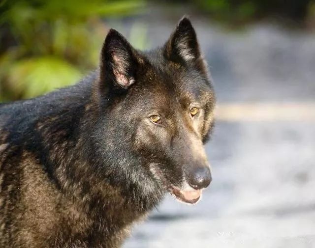 大狼犬被嫌「太像狼」丟收容所安樂志工救下證明：它超值得被愛！ 未分類 第2張