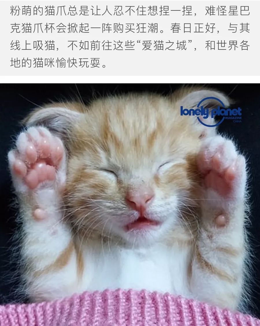 猫爪图片