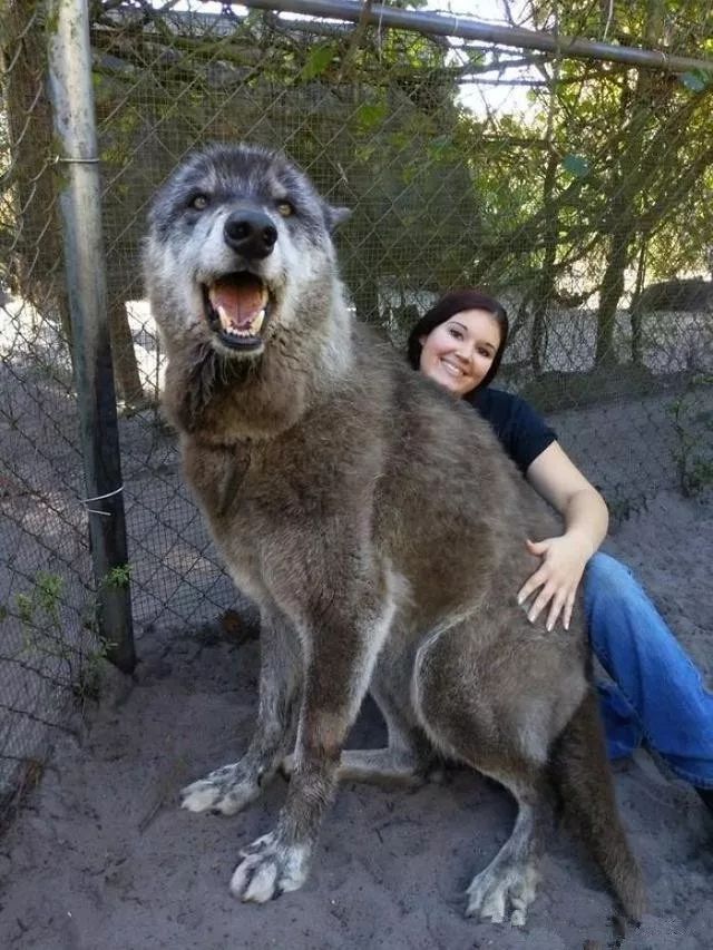大狼犬被嫌「太像狼」丟收容所安樂志工救下證明：它超值得被愛！ 未分類 第1張