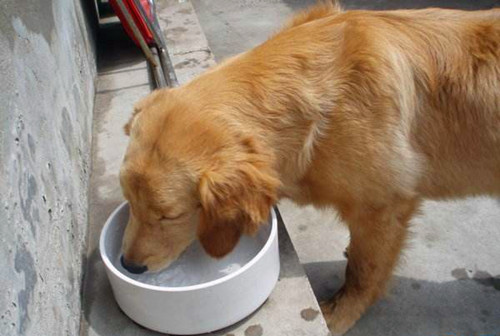 【寵物的養護小妙招】狗狗拉稀了要禁水嗎，狗狗拉肚子要禁水的嗎 未分類 第2張