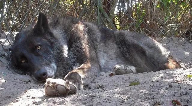 大狼犬被嫌「太像狼」丟收容所安樂志工救下證明：它超值得被愛！ 未分類 第5張