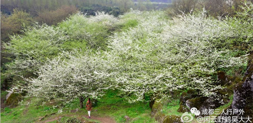 310号漫山雪白李子花绽放如十里雪山令人陶醉317期