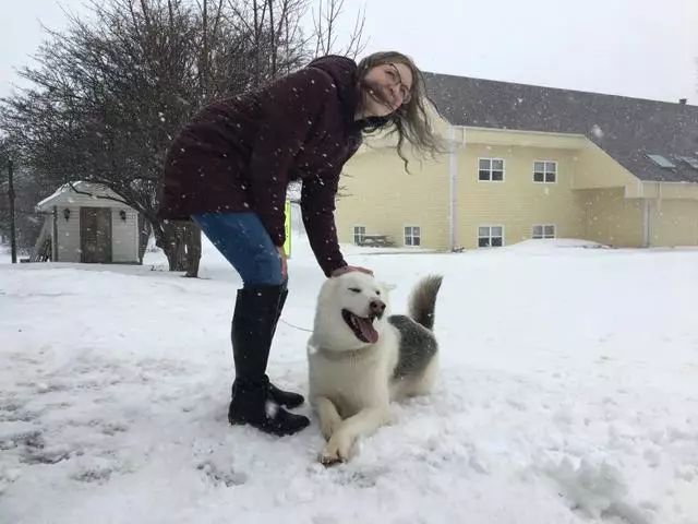 把二哈拴在雪地被投訴？獸醫主人吐槽：你們不懂狗！ 未分類 第1張