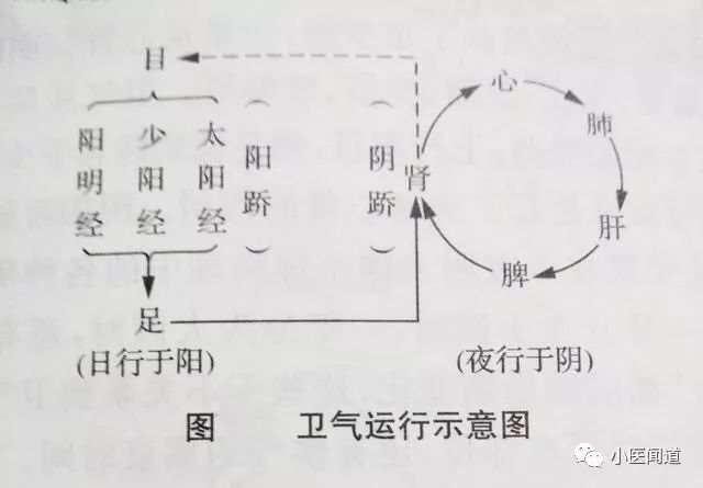 阳蹻主动,阴蹻主静,即卫气通过阴阳蹻脉主持兴奋和抑制功能,人体与