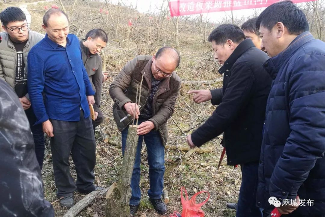 麻城市春季林业工作迎来"开门红"