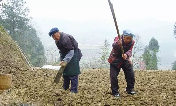 农村人口地可以养殖吗_地笋的叶子可以吃吗