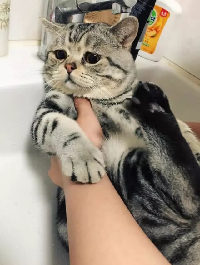 鏟屎官的噩夢：給貓咪洗澡，貓咪一聽到洗澡就害怕的抖了起來 未分類 第3張