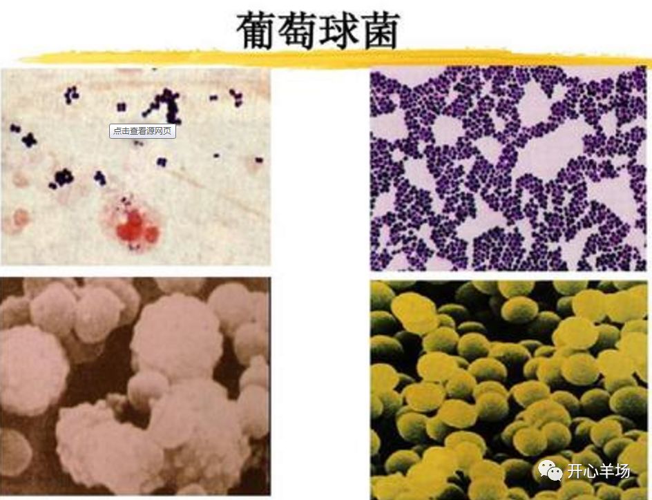 干货葡萄球菌引起的羊传染病症状及防治