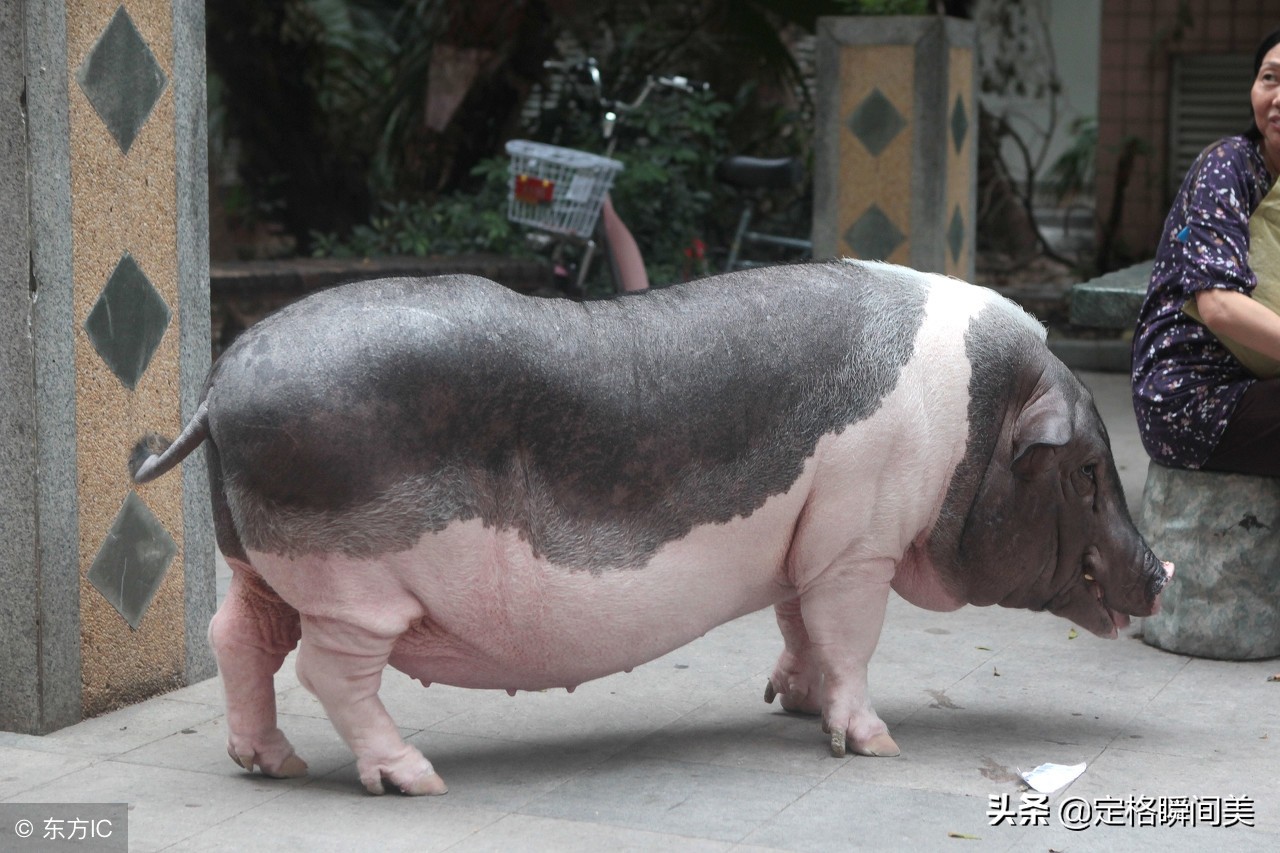 女孩买一宠物猪 9年后长成300斤大肥猪 会唱歌还会乘坐电梯回家