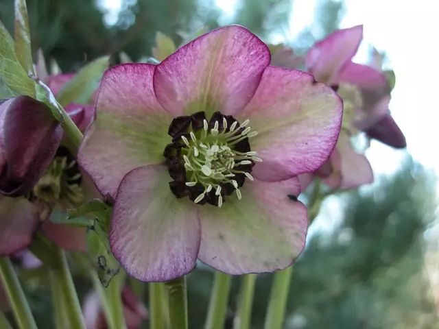 3月5日双鱼星座花绿菟葵矢车菊