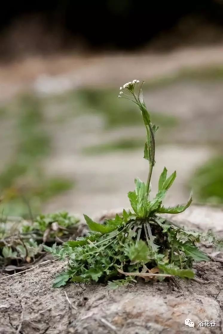 三种方法教你识别荠菜带图