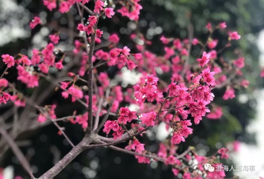 美爆 澄海春天赏花攻略地图曝光,出门就能与美景不期而遇