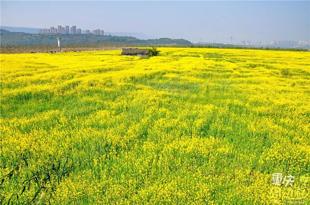 广阳岛终于开放!2000亩油菜花开得正火,惊艳这个春天!