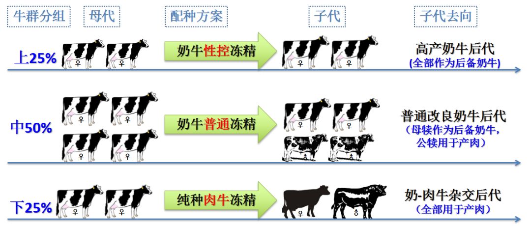 "奶牛 奶肉牛杂交复合"养殖方案流程图注:为演示方便,母牛繁殖成活率