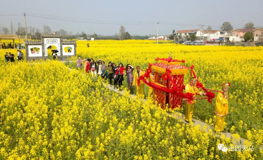 金陵菜花