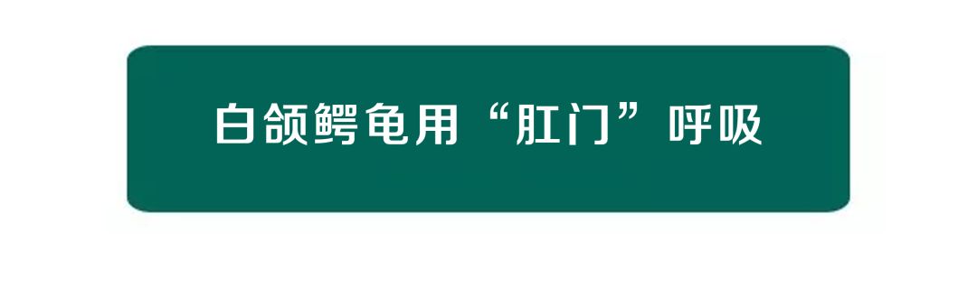 臥槽......貓居然有肚臍眼！！！ 寵物 第36張