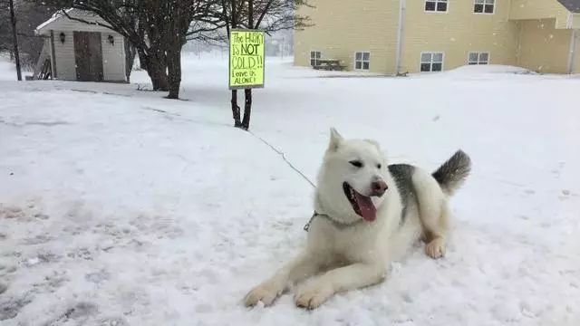 把二哈拴在雪地被投訴？獸醫主人吐槽：你們不懂狗！ 未分類 第3張