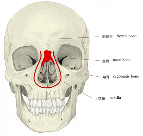 梨状孔的大小直接影响的是鼻翼,越宽越大的梨状孔,鼻翼鼻头也越大.