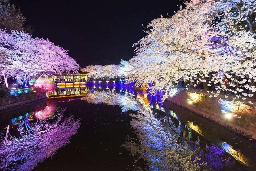 无锡太湖鼋头渚国际樱花节《全球三大赏樱胜地》 夜景赏夜樱 兴化垛田