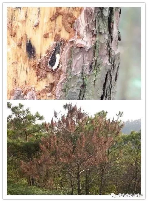 稀罕!松树也打"预防针", 萍乡武功山景区防控松材线虫病这样干!