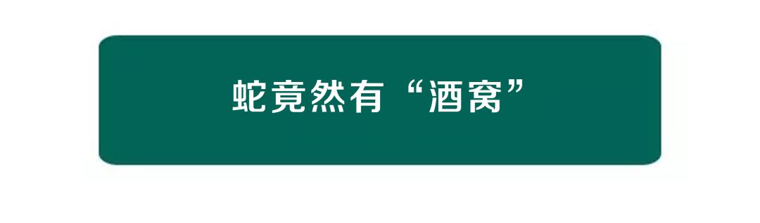 臥槽......貓居然有肚臍眼！！！ 寵物 第16張