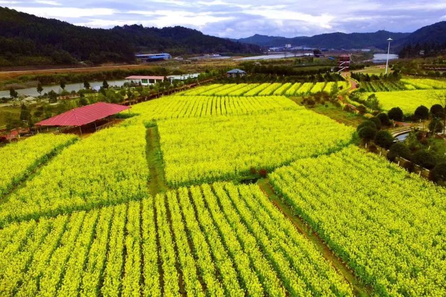 花花世界 | 最美的油菜花田已经绽放