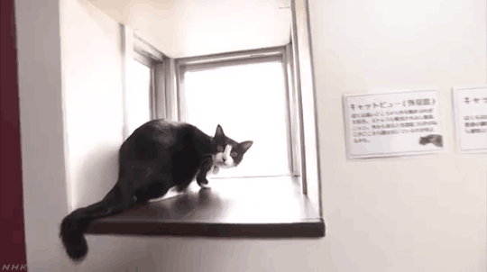 日本「鏟屎官」專用公寓上線 備有貓咪專用台階、門洞、小屋 未分類 第4張