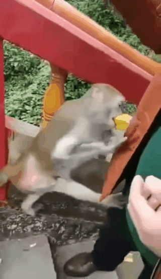 一家三口遭猴子打劫搶走一件東西，網友：這猴子太仁慈了 未分類 第3張