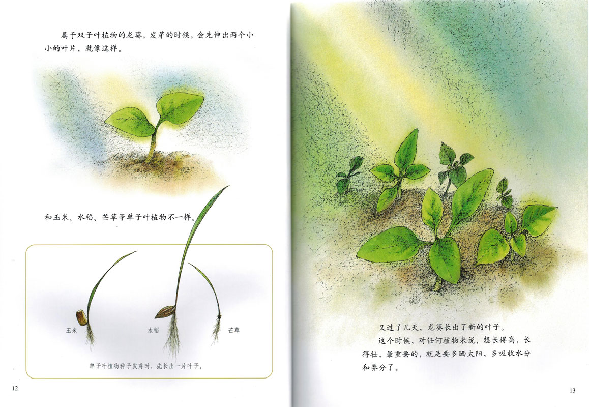 儿童绘本故事推荐《有一种植物叫龙葵》