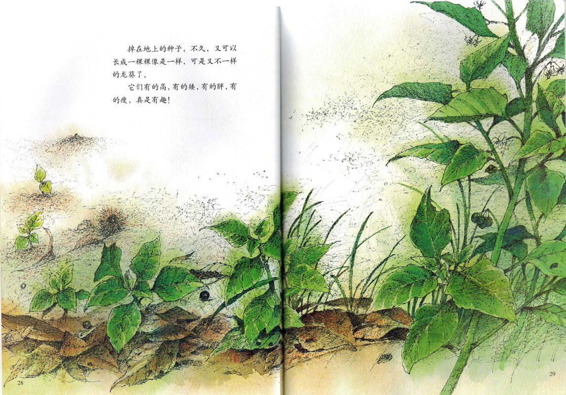 儿童绘本故事推荐《有一种植物叫龙葵》