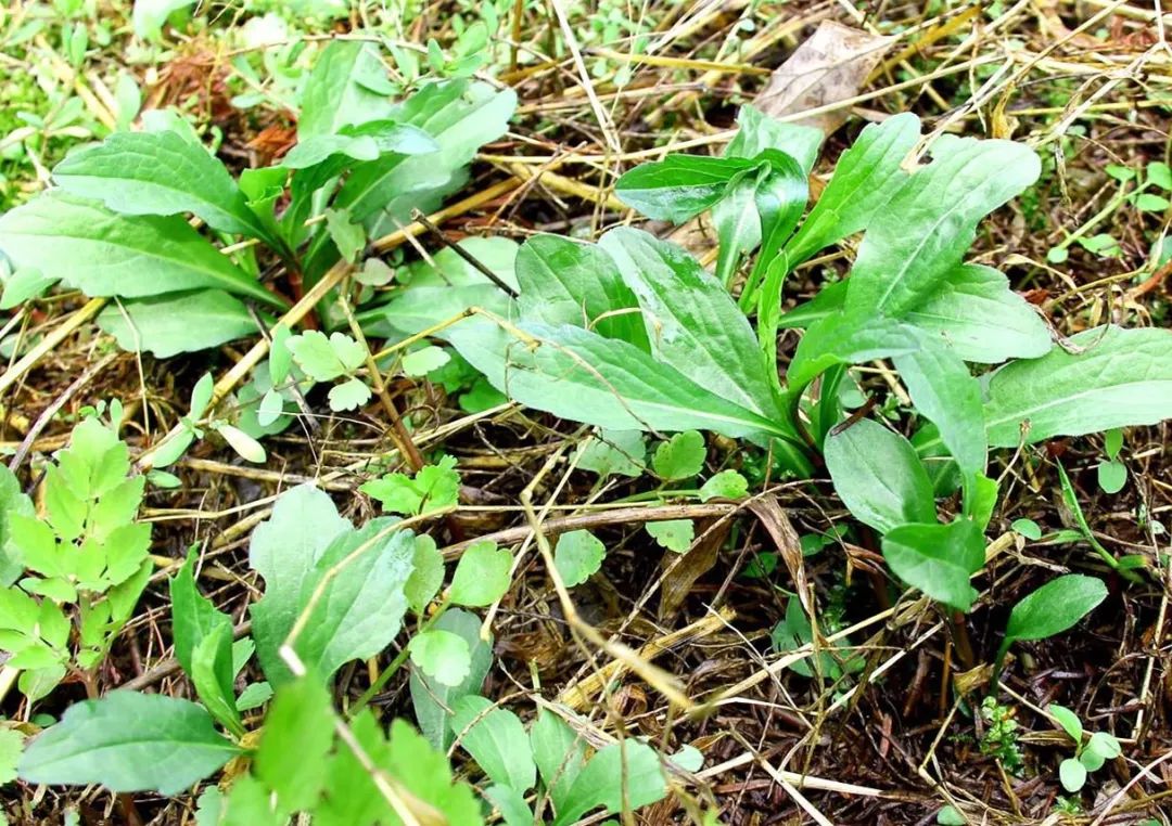 蓬蒿,香椿,草头……谁才是春日限定最美味野菜top1?