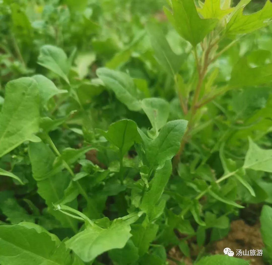 吃野菜,摘草莓,打卡南京最火的公园!