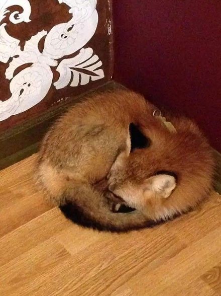 網友救回一只狐貍，結果家裡二哈就變得不正常了... 未分類 第12張