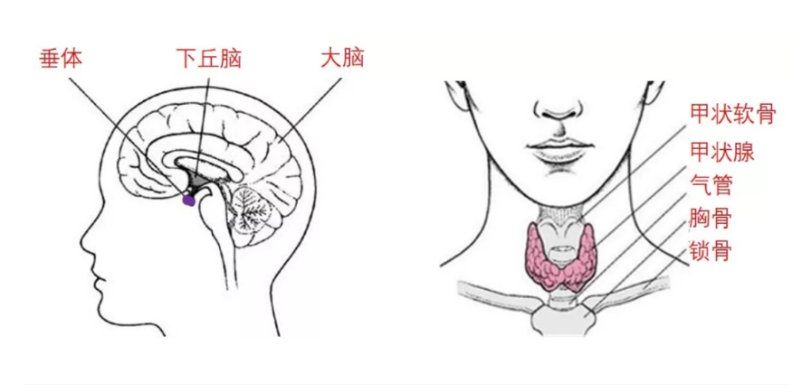 甲状腺癌术后药物治疗很重要优甲乐怎么吃要知道