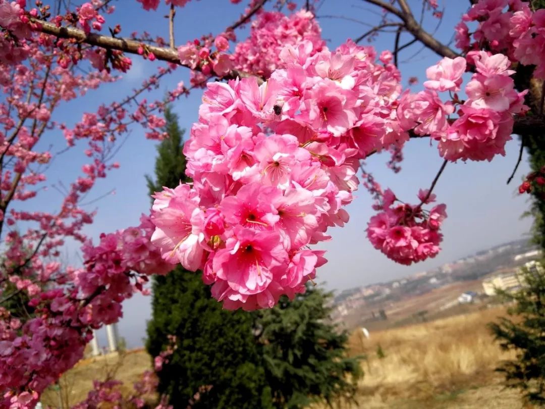 【图文】严尔高:玉泉山上樱花红