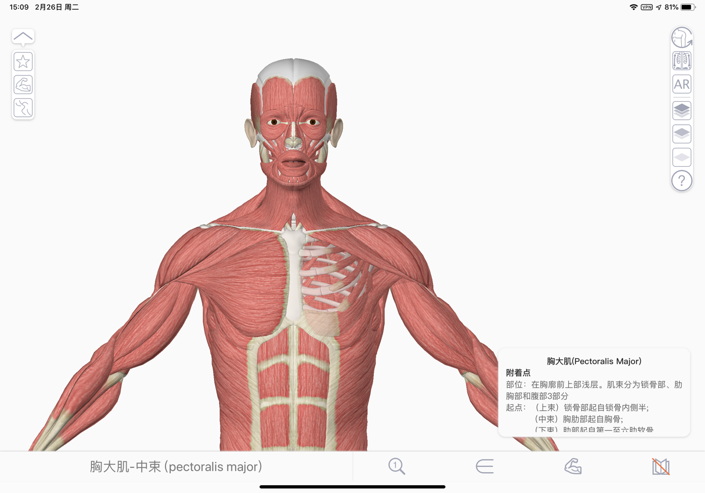 人体肌肉骨骼结构图片素材免费下载(图片编号:3826525)-六图网