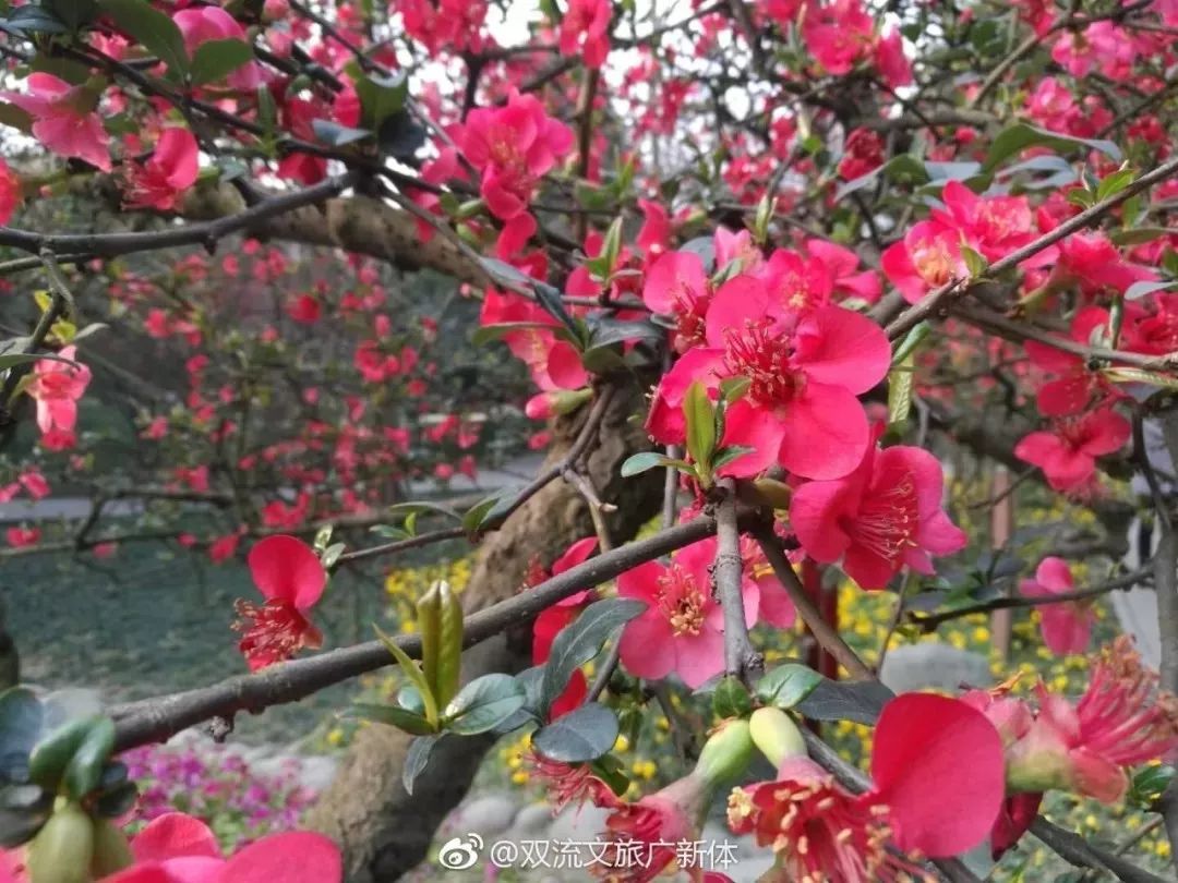 齐齐开放,宛若一个花的海洋 每年还会举办海棠花会