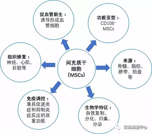 汉氏联合谈间充质干细胞的生物学特性及临床应用