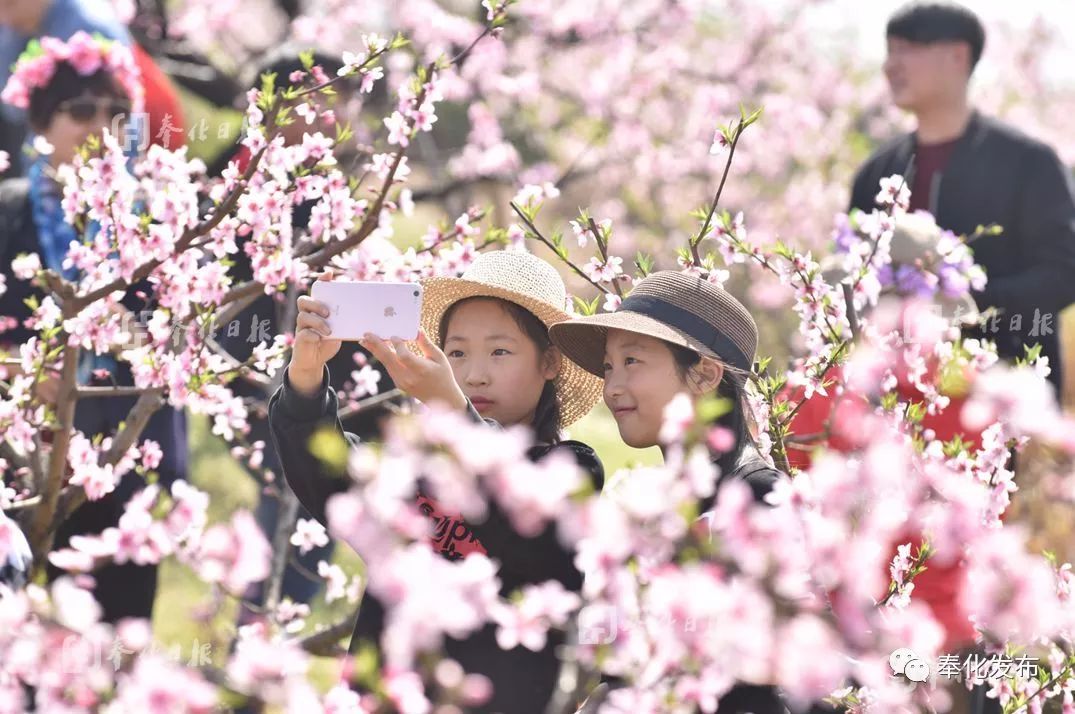 看桃花来奉化 品蜜桃爱奉化 活动时间:2019年3月-8月 活动分为"赏花季