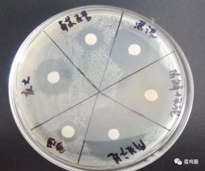 药敏试验,鸡病诊疗另一种新思路