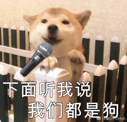 呆萌柴犬表情包:下面听我说,我们都是狗