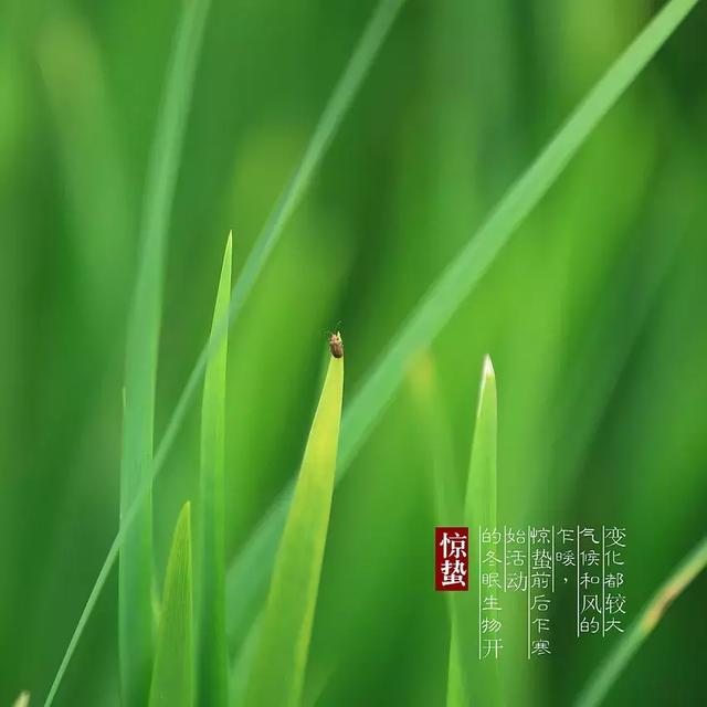 惊雷起桃花始春天祝福送给您2019年惊蛰快乐早安